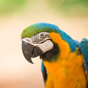 macaw image